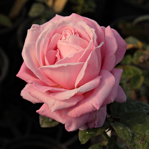 Vendita, rose rose ibridi di tea - rosa - Rosa Kós Károly emléke - rosa dal profumo discreto - Márk Gergely - ,-
